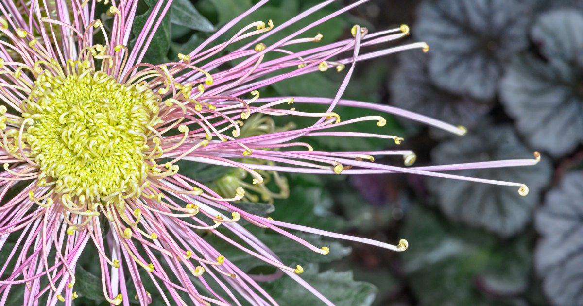 Spider chrysanthemum store